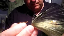 Video thumb for Simply DNA Baitfish