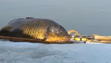 Video thumb for Carp on fly