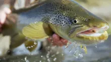 Video thumb for The Introduction of Brown Trout to New Zealand