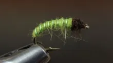 Video thumb for Green Caddis Larva