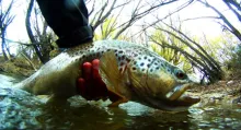 Video thumb for Impossible catch of big brown trout in New Zealand