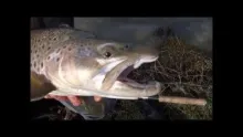 Video thumb for flyfishing new zealand