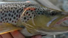 Video thumb for Trout Safari 2012