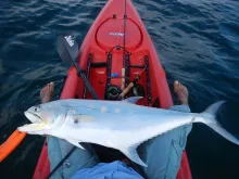 Video thumb for Fly fishing for Omani Queenfish