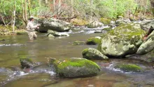 Video thumb for Fly Fishing for Lare Smoky Mountain Brown Trout in the Fall