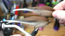 Video thumb for Dusky Striped Minnow