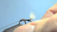 Video thumb for Pheasant Tail Midge Pupa