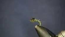 Video thumb for Peacock Buzzer