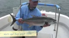 Video thumb for Hervey Bay Tuna