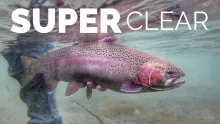 Video thumb for Big Trout, Super Clear Water