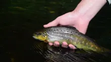 Video thumb for Catching brown trout