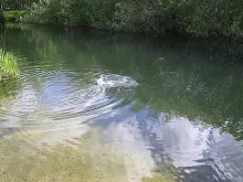 User submitted picture: A 43cm brown trout falls ...