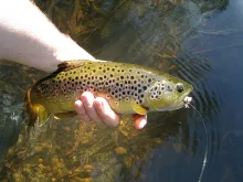 User submitted picture: Healthy Brown Trout posin...