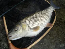 User submitted picture: A fat chub on little gold...