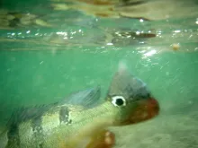 User submitted picture: Released peacock bass