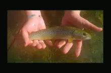 User submitted picture:  "Marble trout"