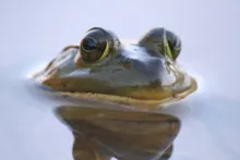 User submitted picture: A good food for Pike