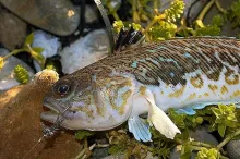 User submitted picture: Trachinus Draco. Nice  li...