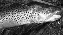 User submitted picture: Nice Brown Trout at the l...