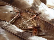 User submitted picture: Ecdyonurus Torrentis