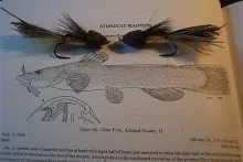 User submitted picture: The Mad Tom is a small, b...