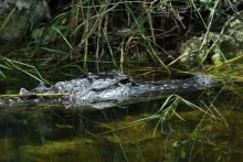 User submitted picture: Gator - a good reason to ...