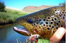 User submitted picture: www.lavaguada.cl:  Trout ...