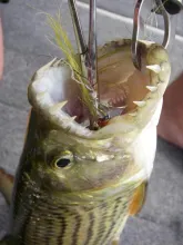 User submitted picture: Fly destroyer