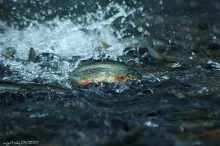 User submitted picture: JUMP...