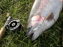 User submitted picture: Big rainbowtrout on the f...