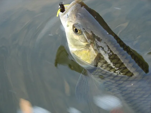 User submitted picture: Catch In Chub
