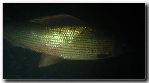 User submitted picture: In the eveningâ¦ Dunajec R...