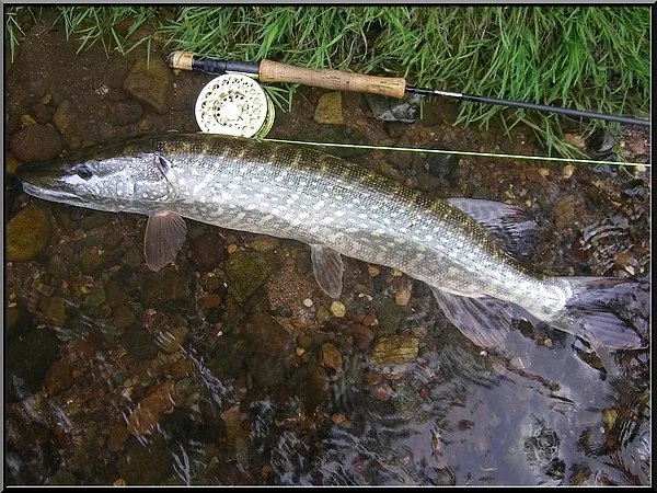 User submitted picture: Pike taken with a white s...