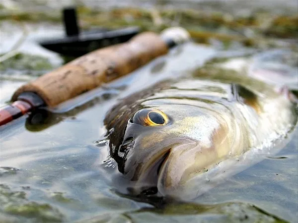 User submitted picture: ..:Chub:..