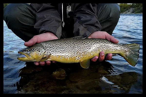User submitted picture: Nice trout from Norway