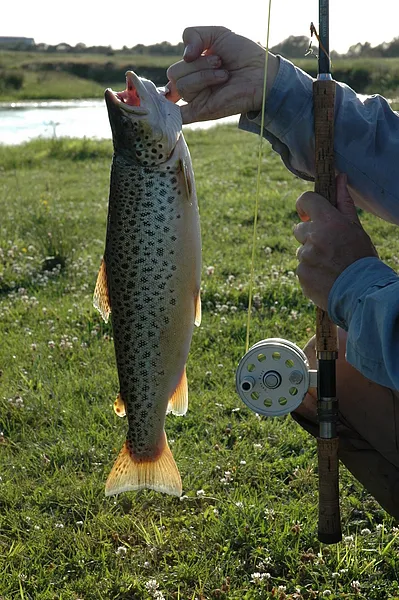 User submitted picture: Nice coloured Sea trout, ...