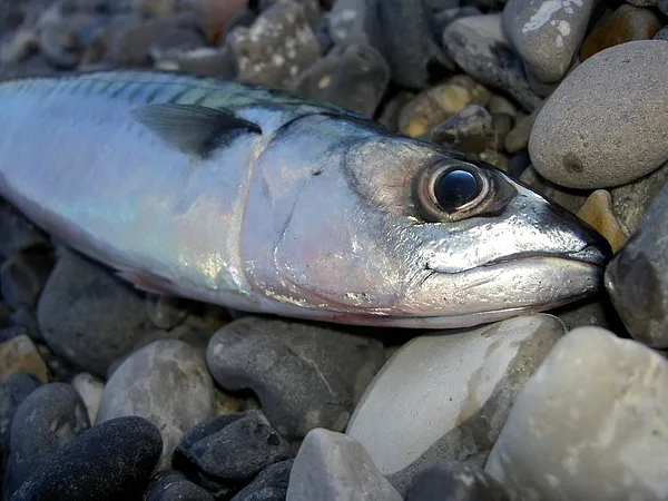 User submitted picture: late summer mackerel