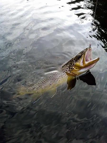 User submitted picture: Brown trout