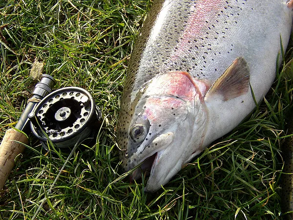 User submitted picture: Big rainbowtrout on the f...