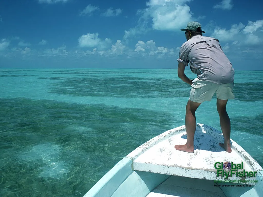 Computer screen wallpaper: Tarpon seen!